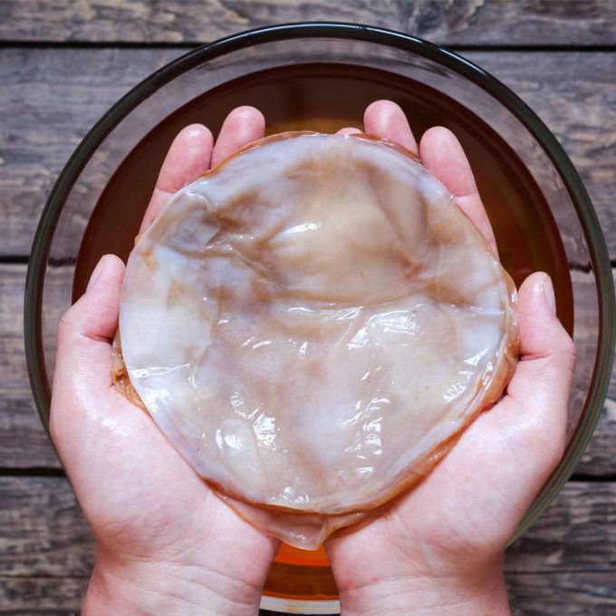 Organic Kombucha Scoby