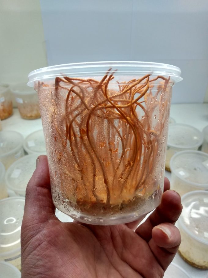 Organic Cordyceps Powder | Grown in the UK | 50g