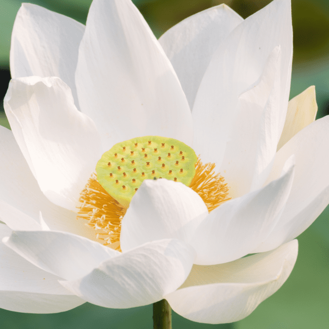 White Lotus Flower | Dual Extract Tincture | 50ml